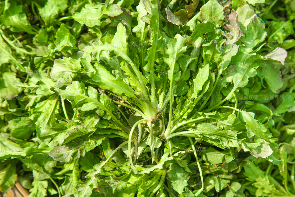 荠菜