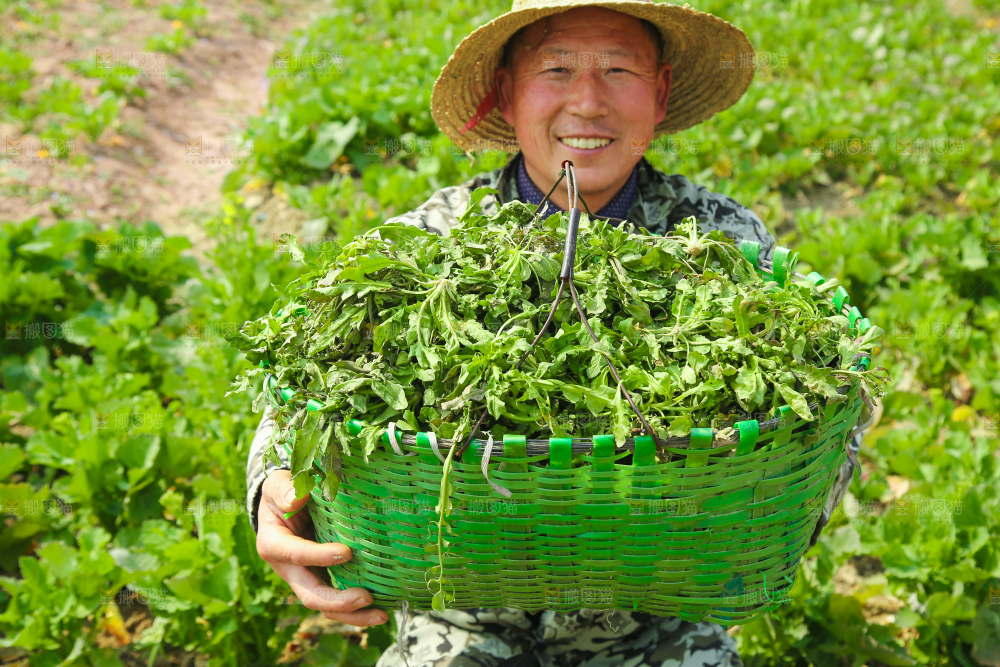 农民手里端着一篮新鲜荠菜