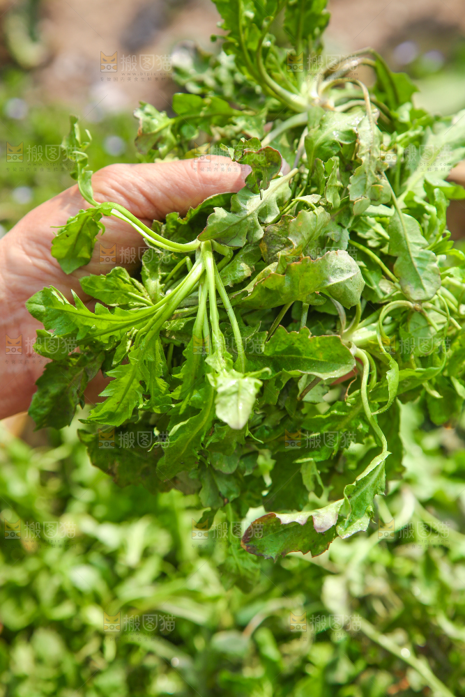 手里拿着地菜