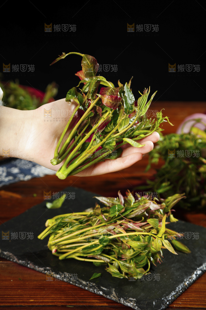 手里拿着香椿苗