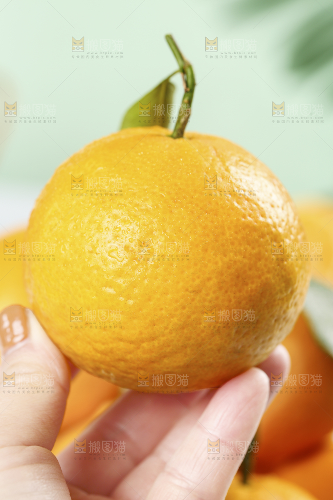 手里拿着皇帝贡柑