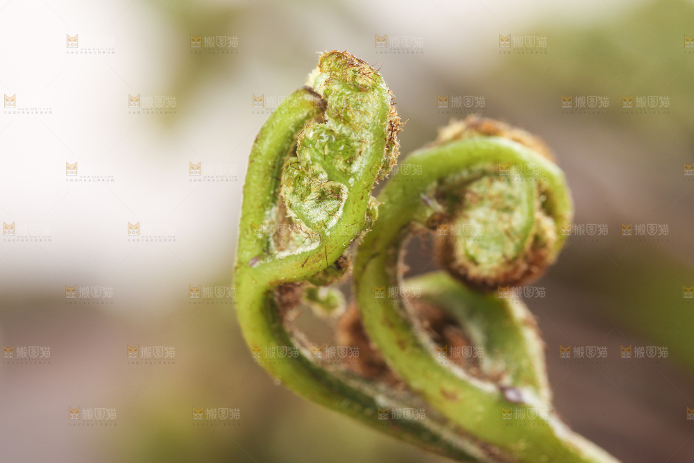 一个拳头菜