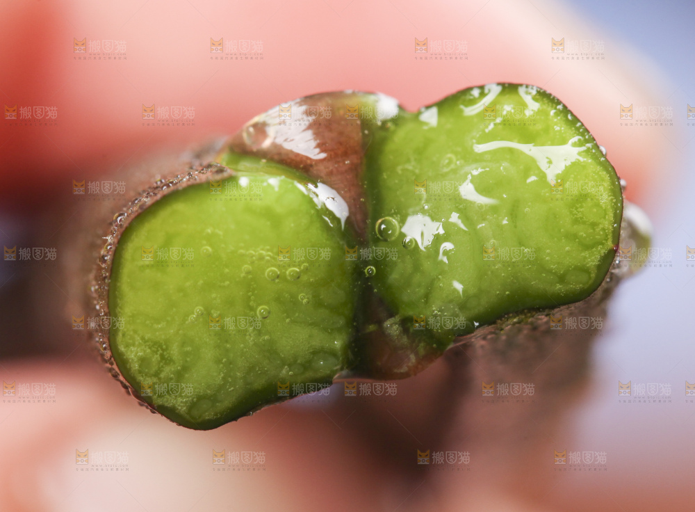 掰成两半的蕨菜