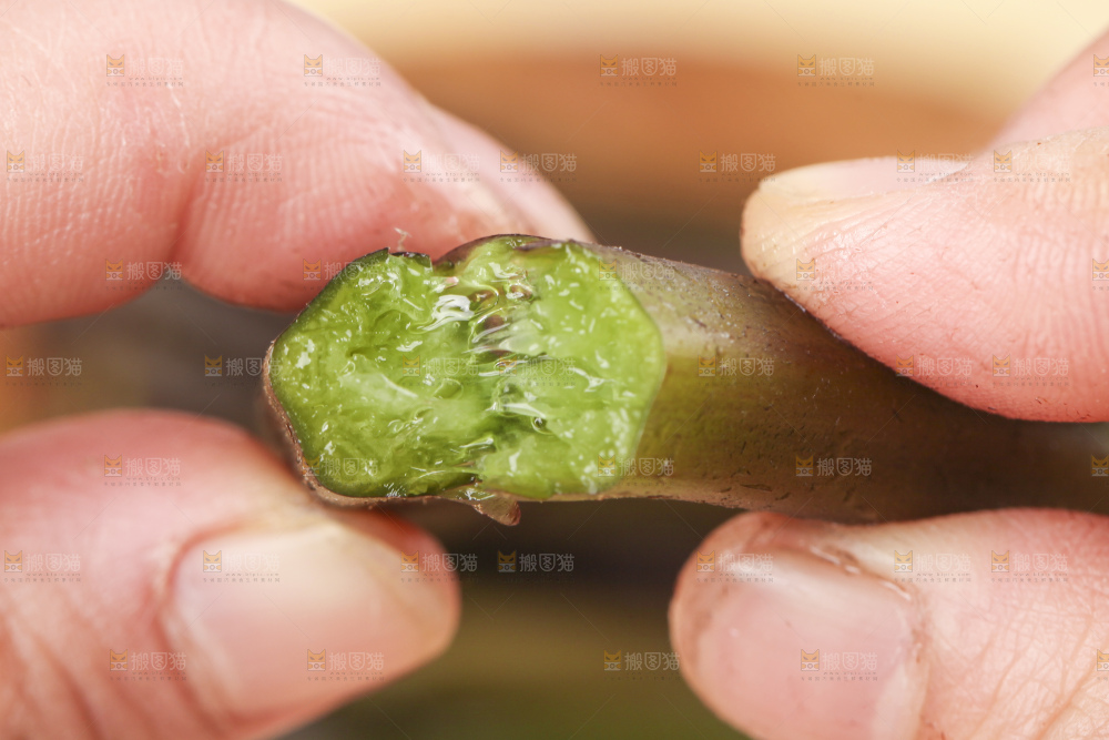 掰成两半的蕨菜
