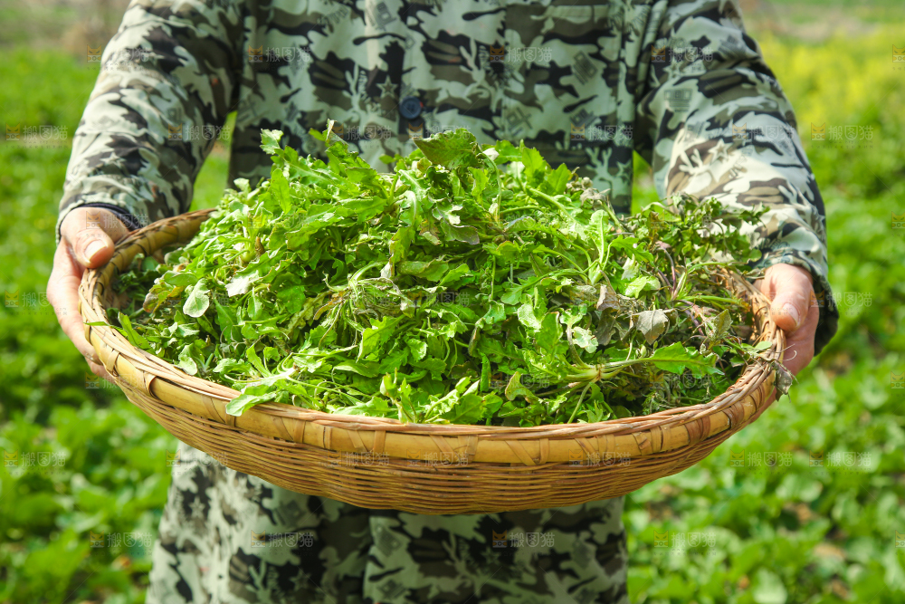 手里端着一篮野生荠菜