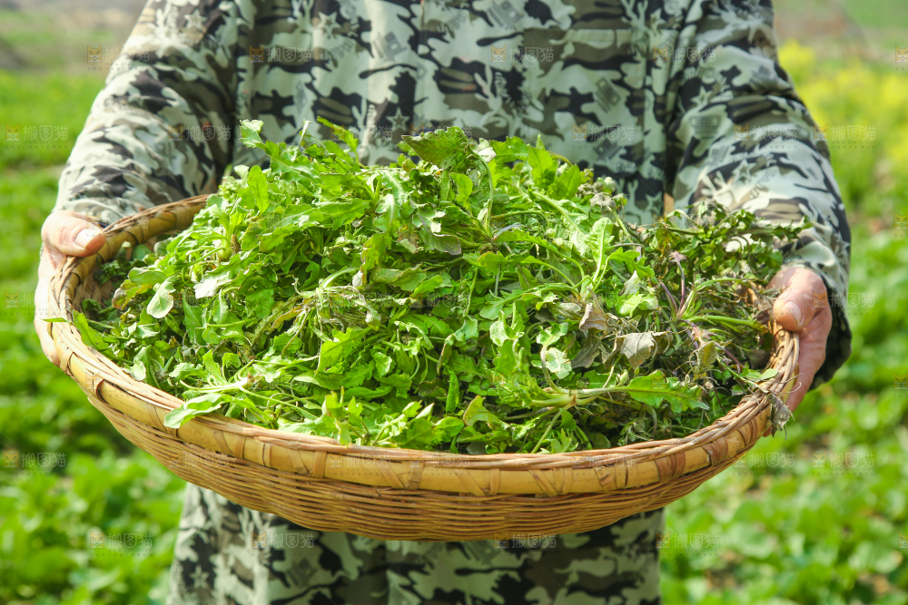 手里端着一篮野生荠菜