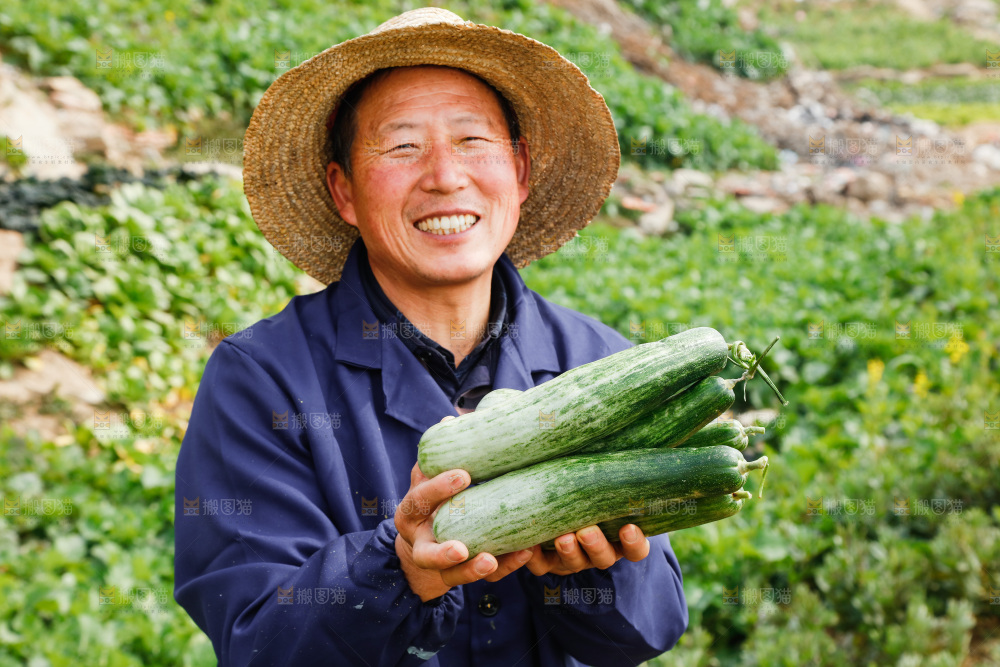 农民手里拿着新鲜采摘羊角蜜