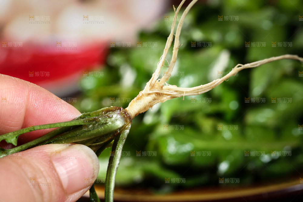 手里拿着地菜