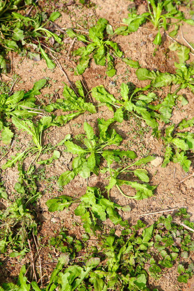 田地里的荠菜