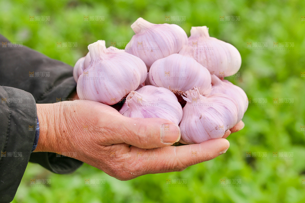 手里捧着大蒜头