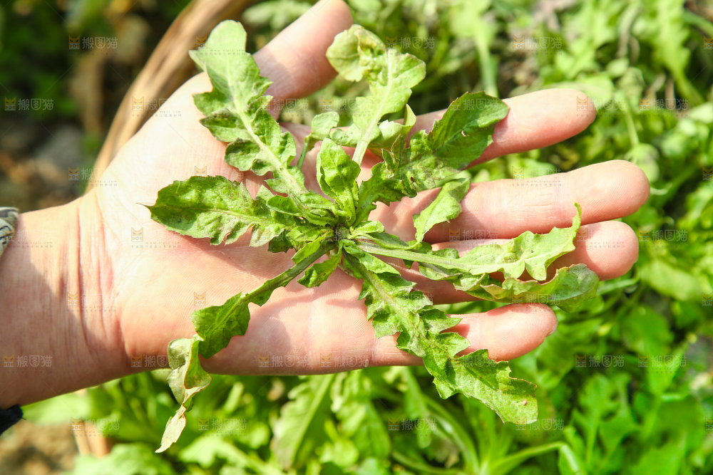 手里拿着地菜