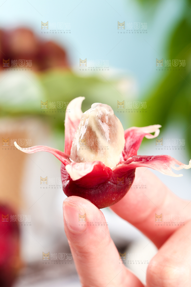 手里拿着一颗撕皮的恶魔果