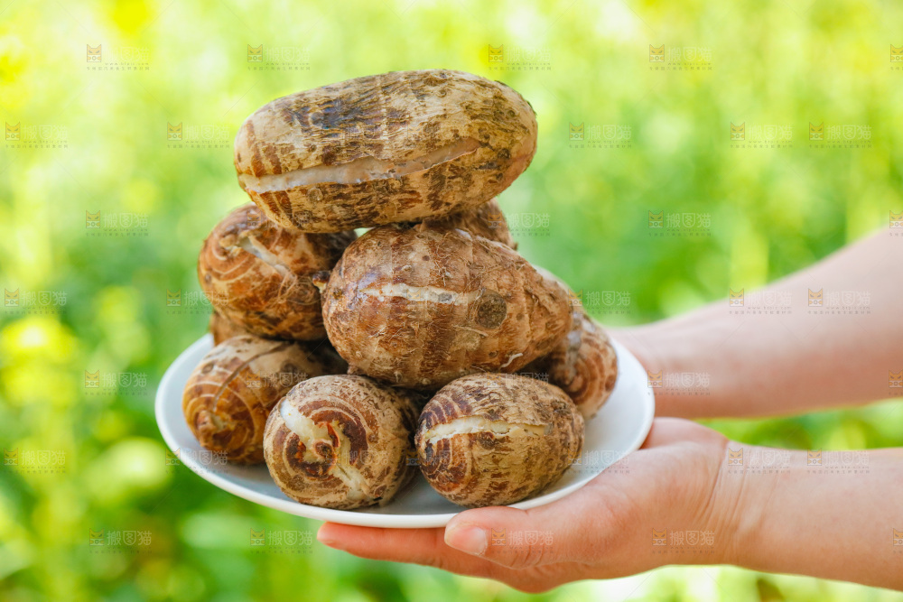手里端着一盘小芋头