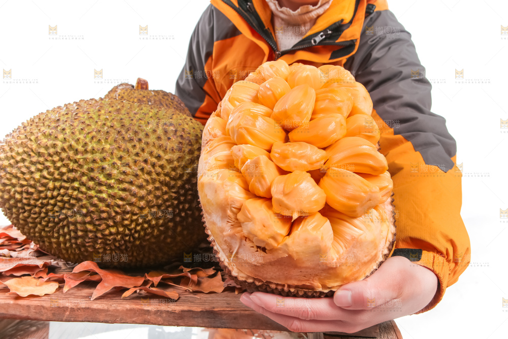 手里捧着红肉菠萝蜜