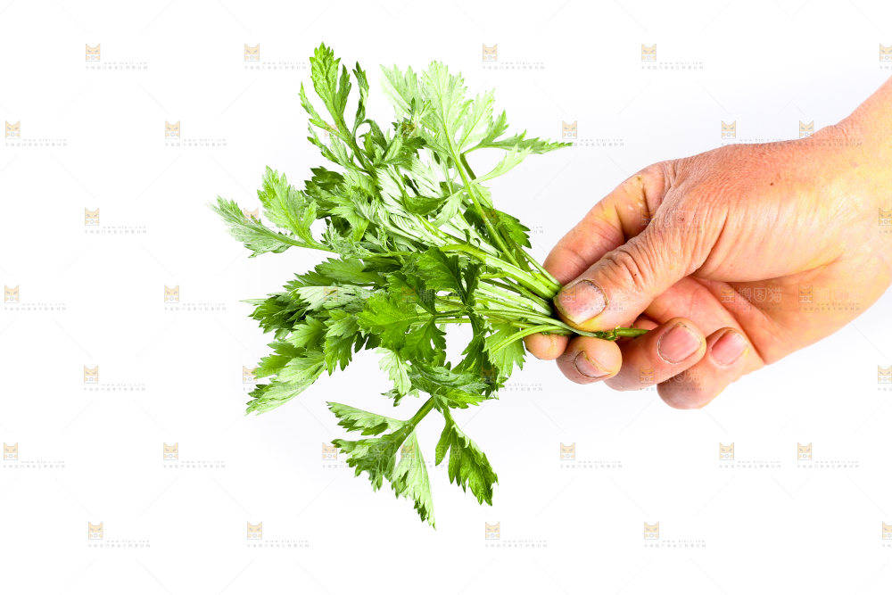 手里拿着艾蒿草