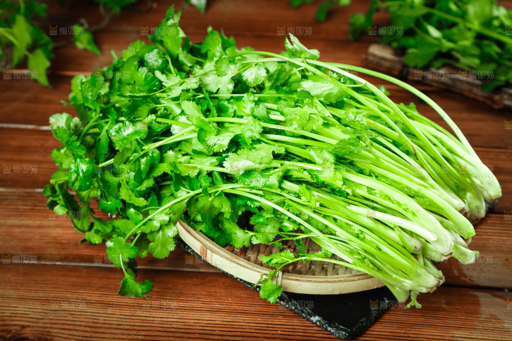 一篮新鲜香菜