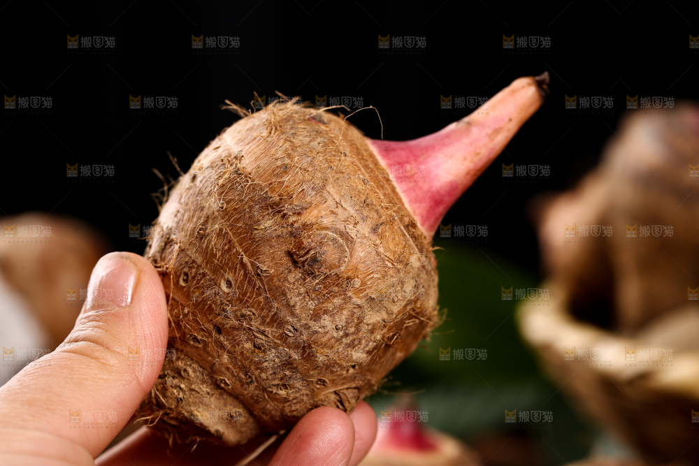 手里拿着红嘴芋头