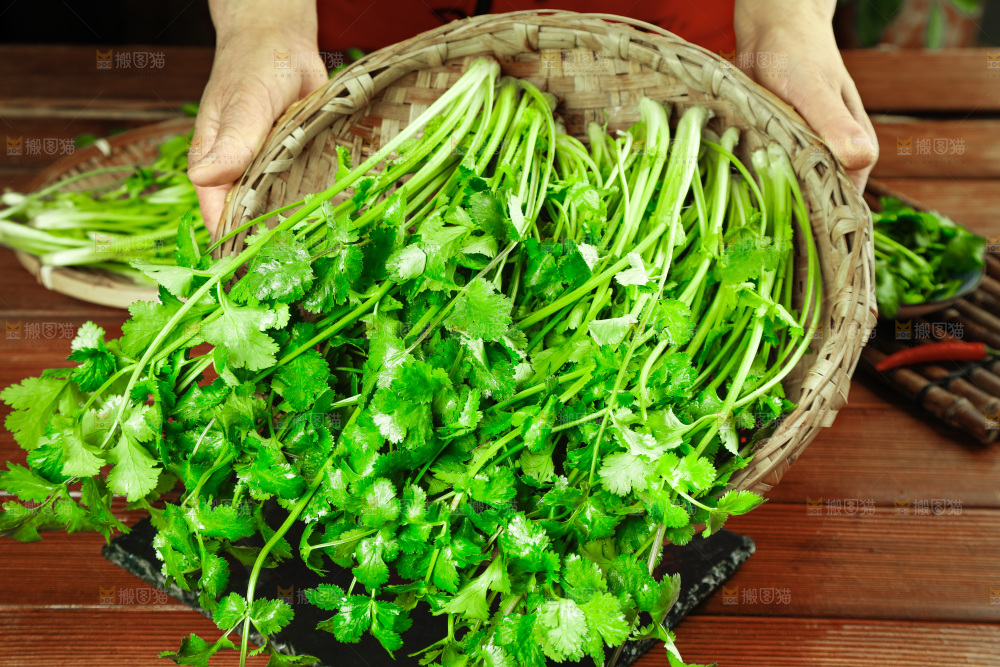 一篮新鲜香菜