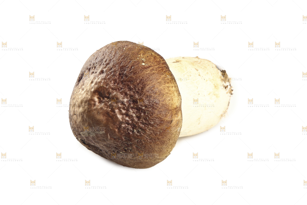 白底上放着松茸菇