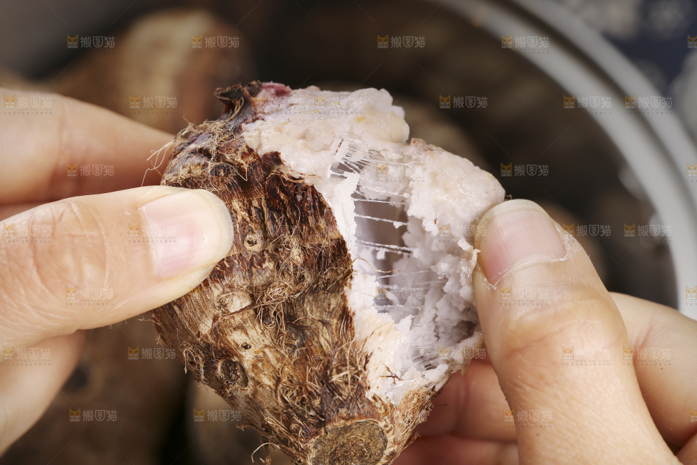 手里拿着蒸熟的小芋头