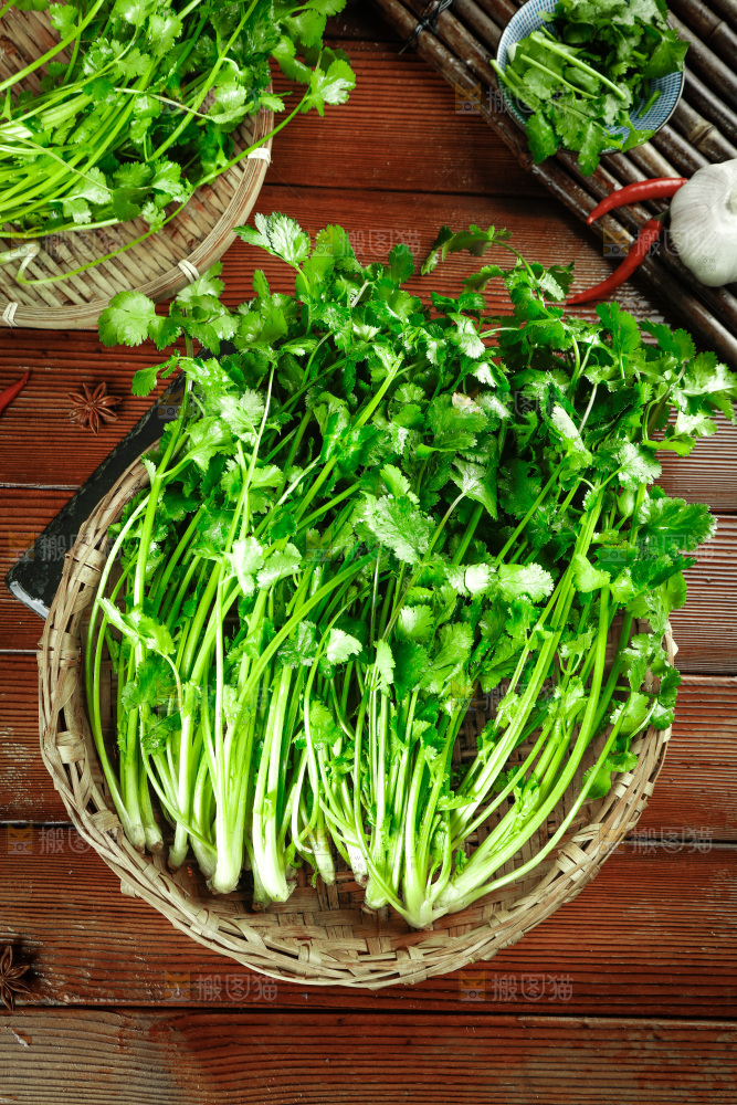 一篮新鲜香菜