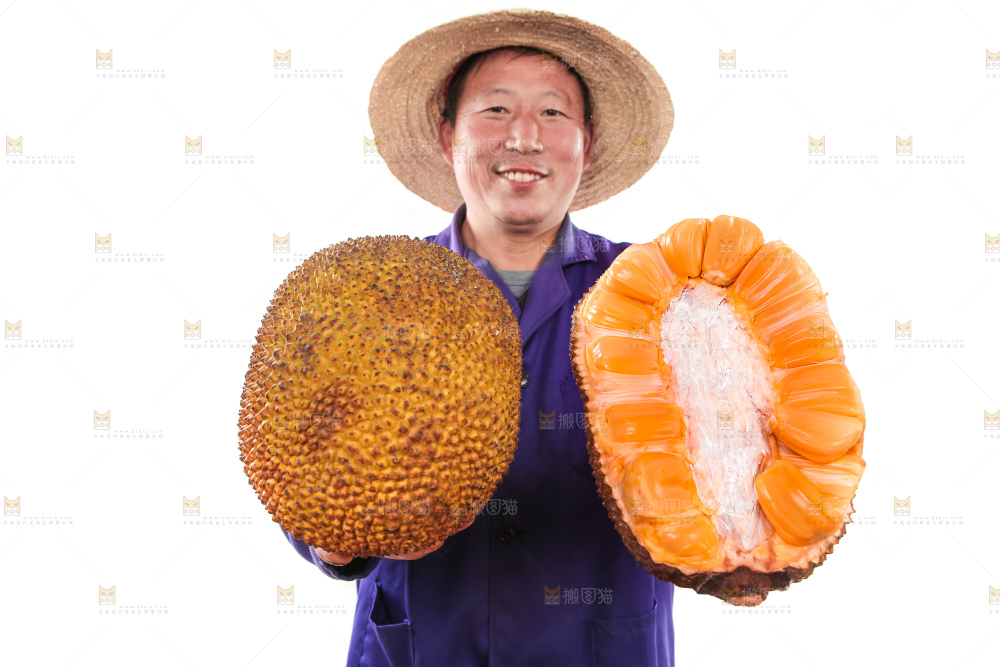 农民手里拿着红肉菠萝蜜