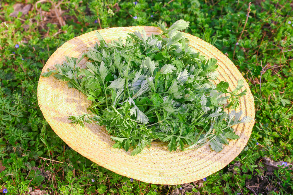 草帽里的艾叶