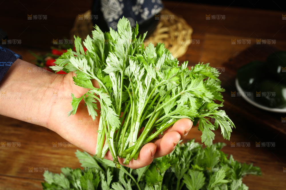 手里拿着艾蒿草