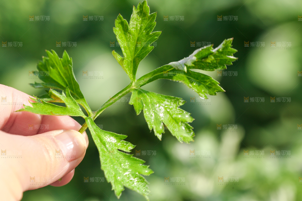 手里拿着艾草叶