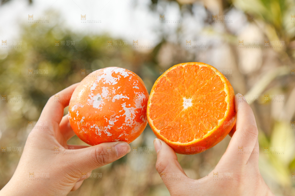 手里拿着脏脏柑