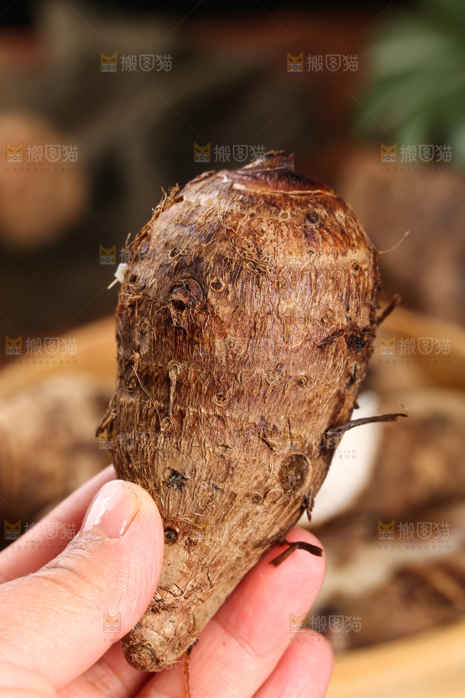 手里拿着熟的小芋头