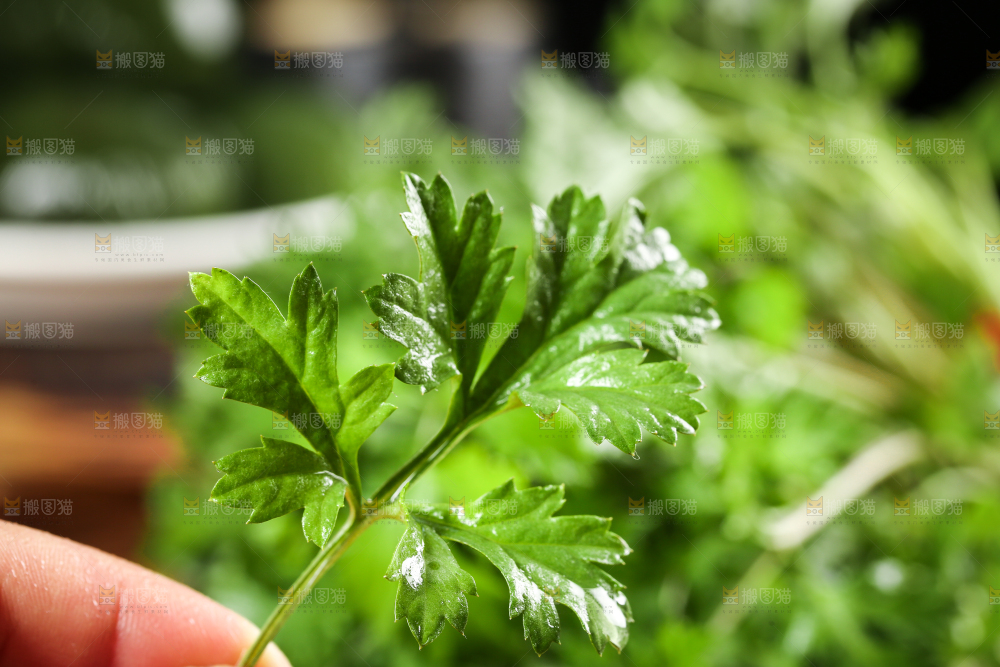 手里拿着艾草叶