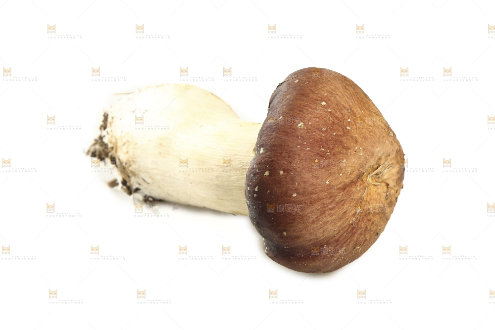 白底上放着松茸菇