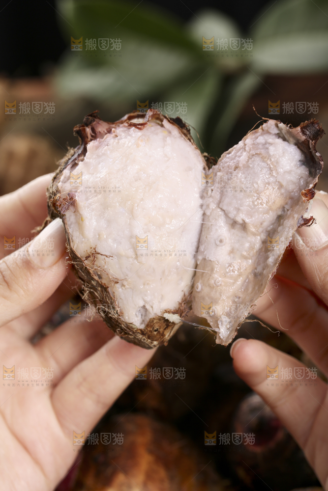 手里拿着熟的红芽芋
