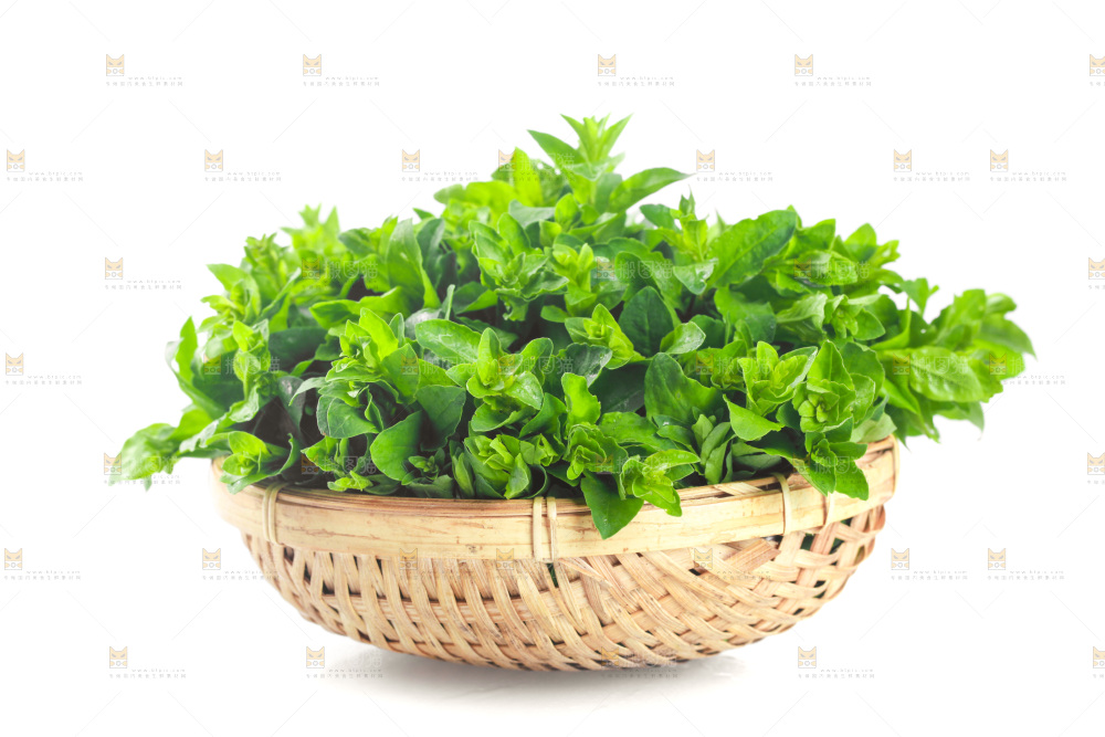 一篮枸杞菜