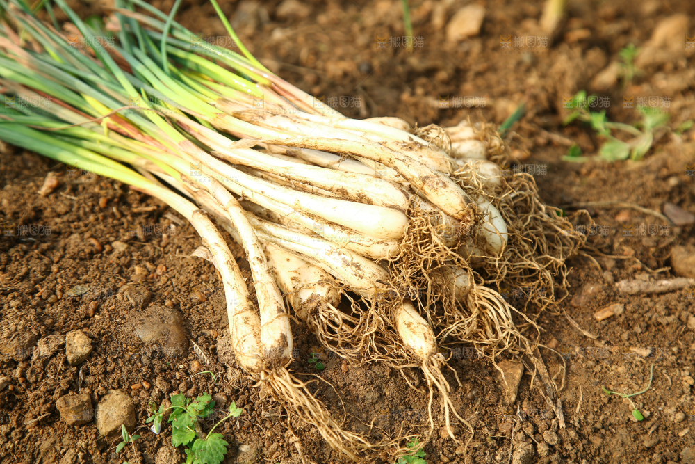 新鲜的带叶藠头