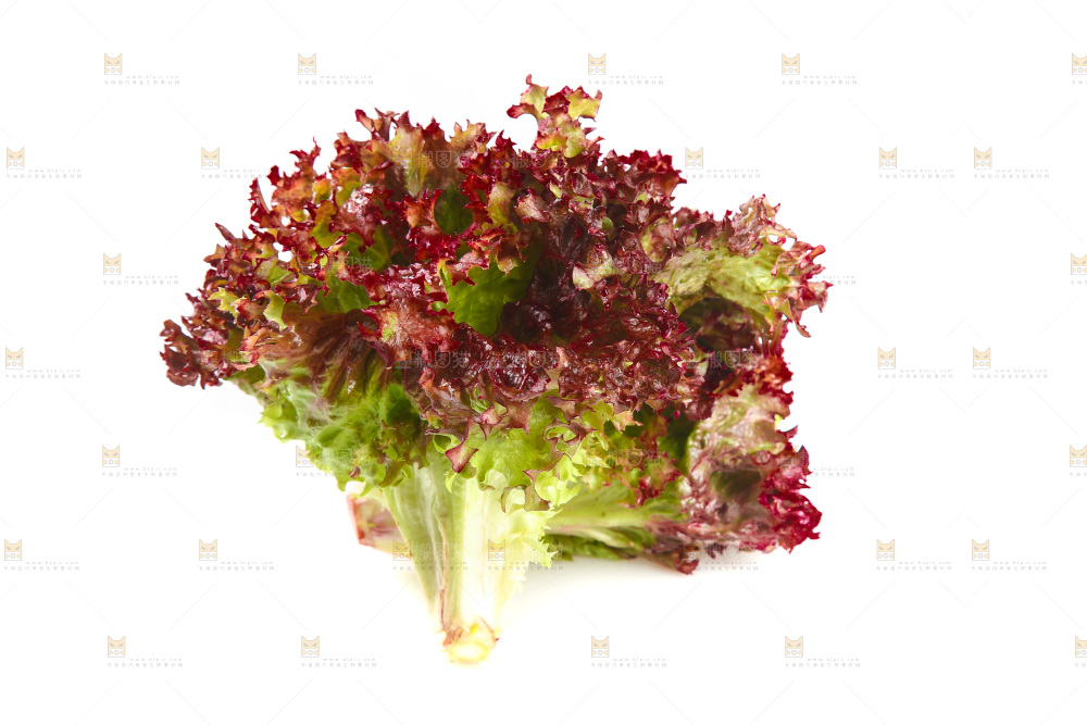 白底上的罗莎红生菜