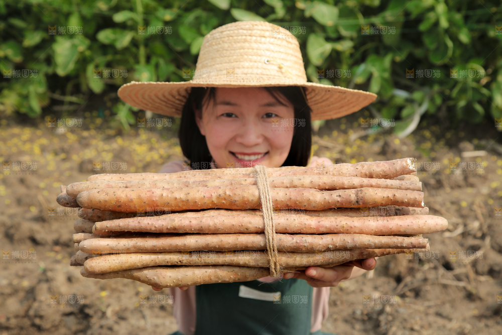 手里拿着铁棍山药