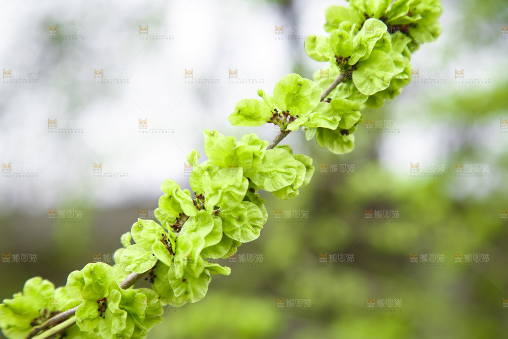 榆钱树枝叶