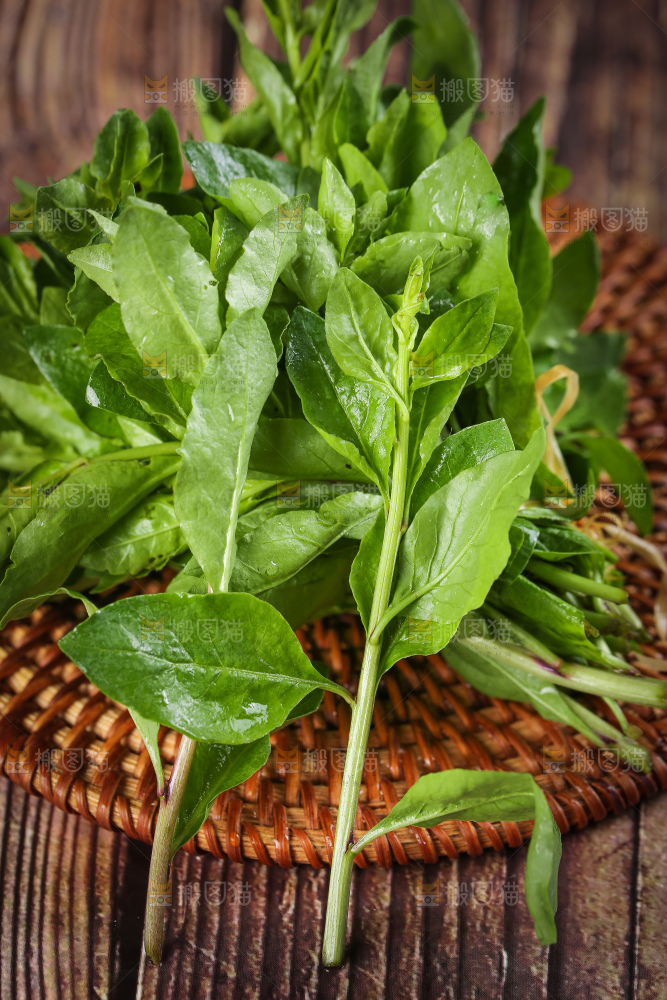 一堆新鲜枸杞菜