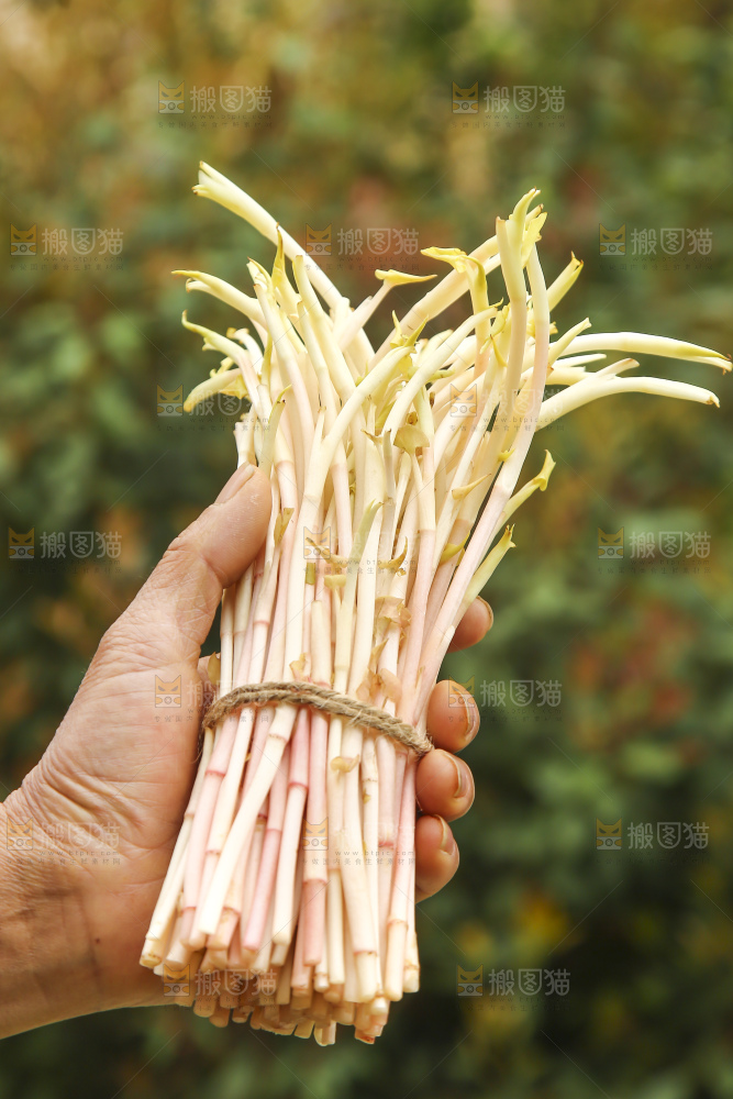 手里拿着折耳根嫩芽