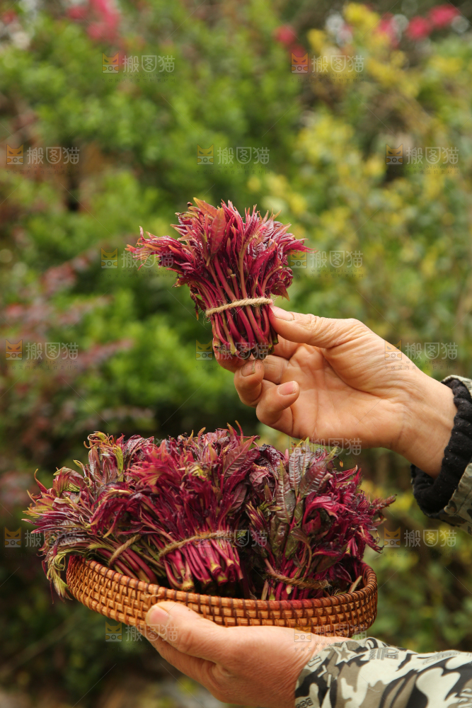 手里端着一篮红油香椿芽