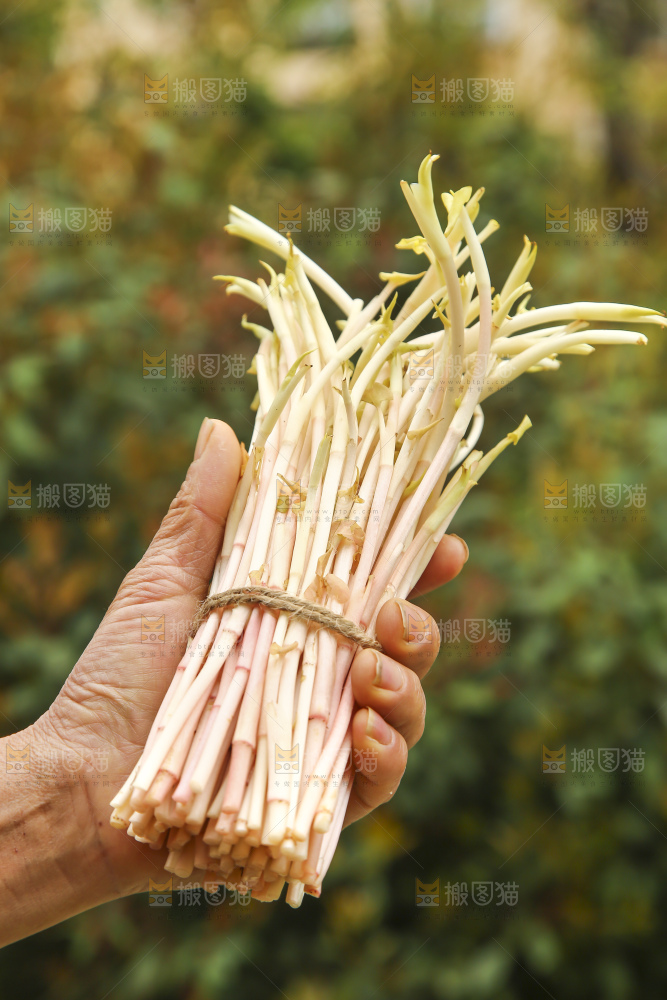 手里拿着折耳根嫩芽