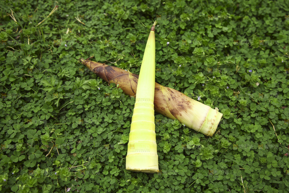 草里上放着春笋