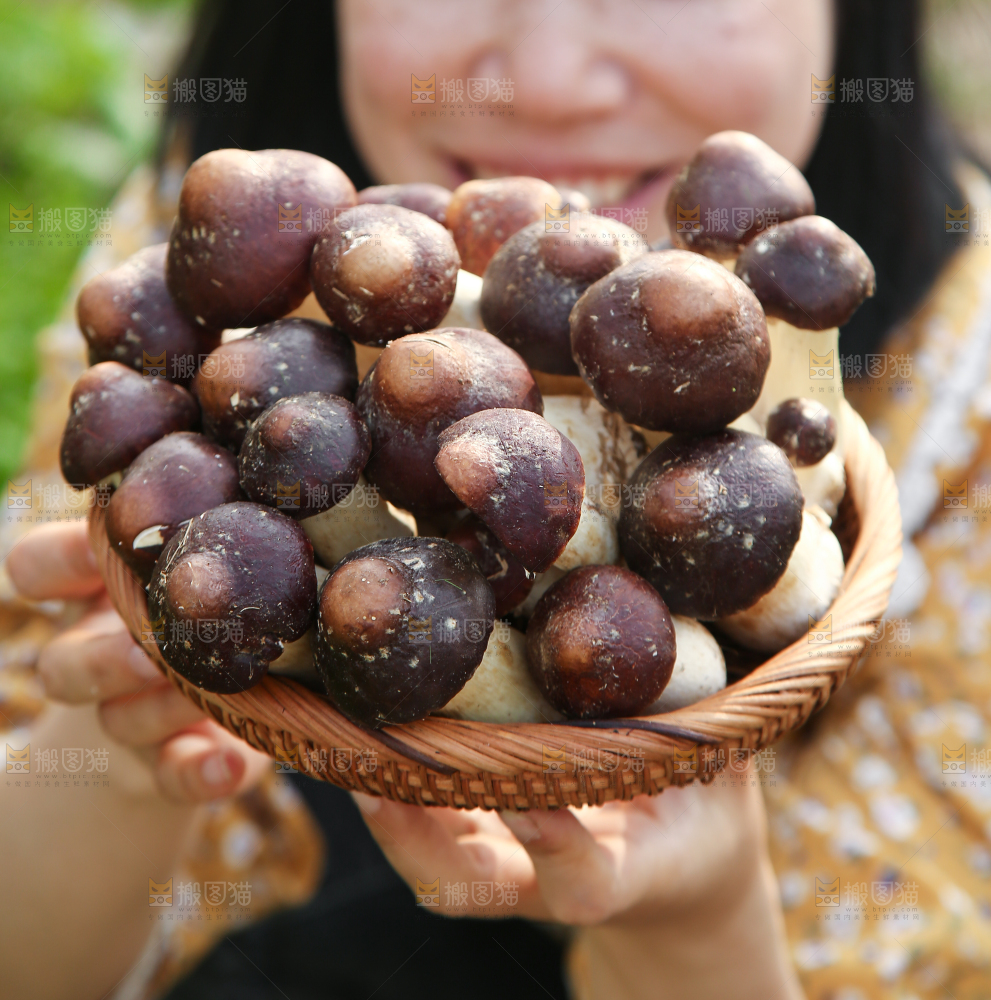一篮云南赤松茸