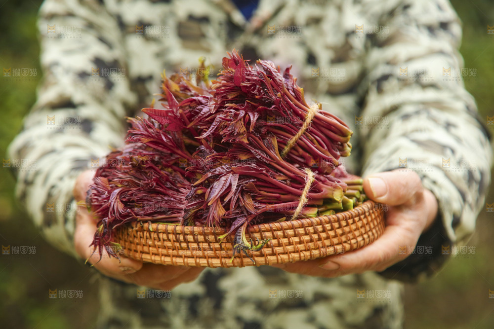 手里端着一篮红油香椿芽