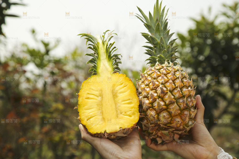 手里拿着菠萝
