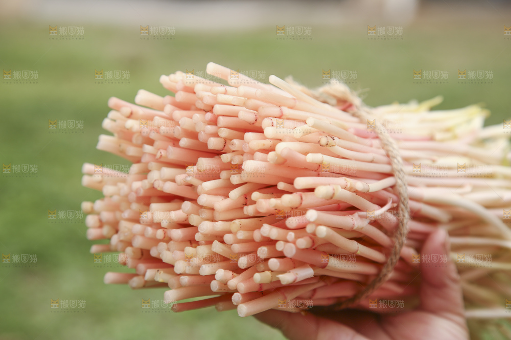手里拿着鱼腥草嫩芽