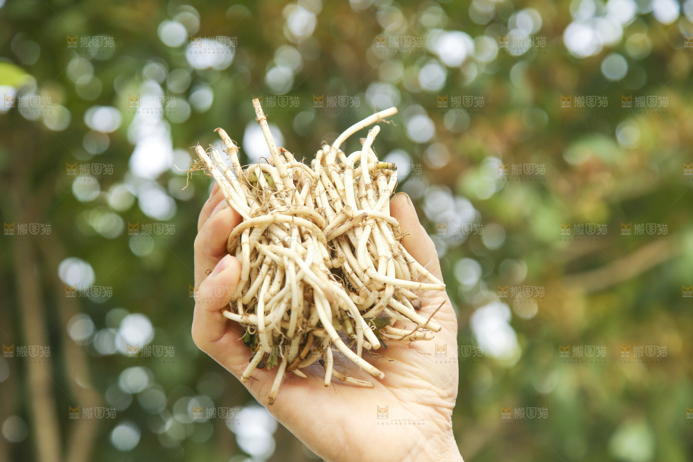 手里拿着折耳根
