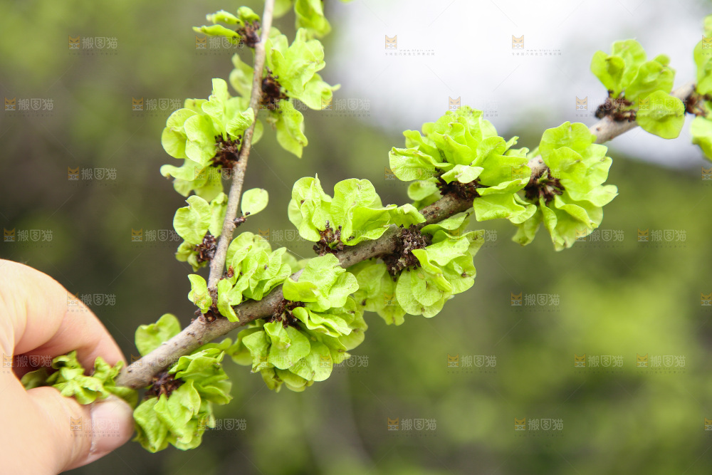 手里拿着榆钱树枝